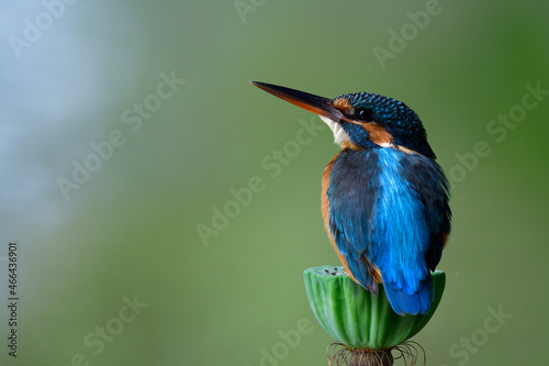 chubby blue bird calmly sitting on green lotus flower with relax environment around, female common kingfisher
