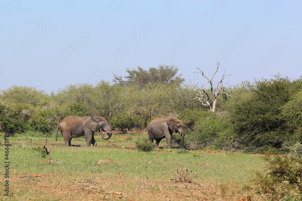 Fototapeta premium Afrikanischer Elefant / African elephant / Loxodonta africana