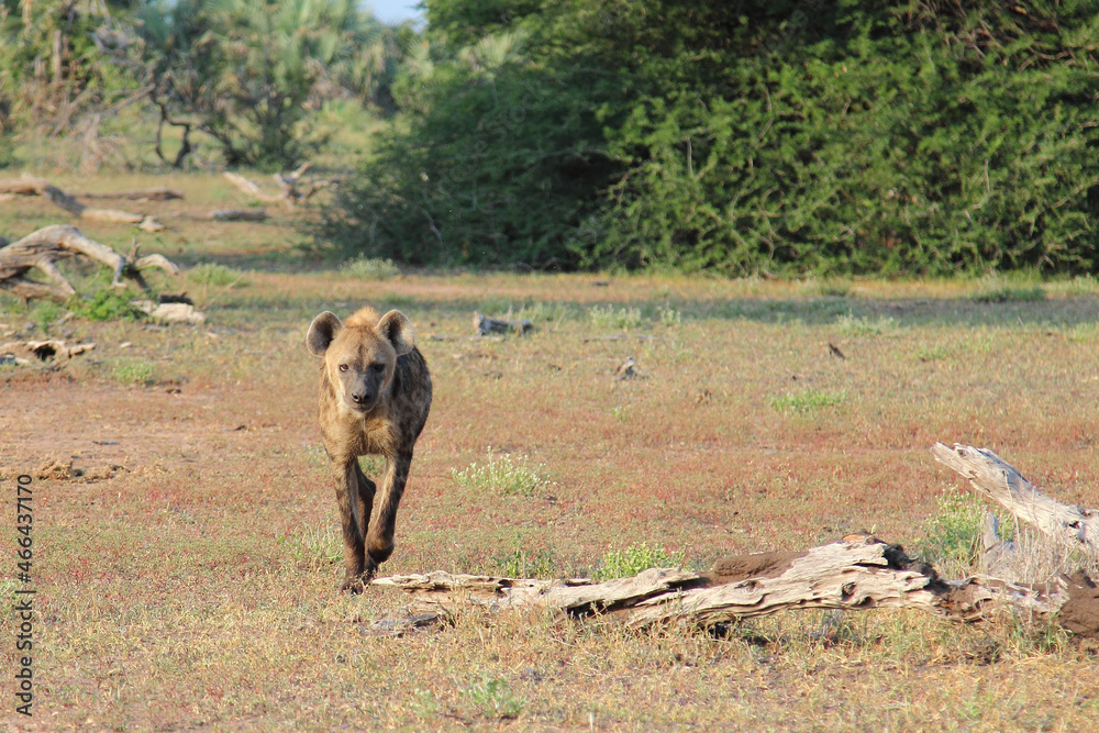 Tüpfelhyäne / Spotted hyaena / Crocuta crocuta... Tüpfelhyäne / Spotted hyaena / Crocuta crocuta...