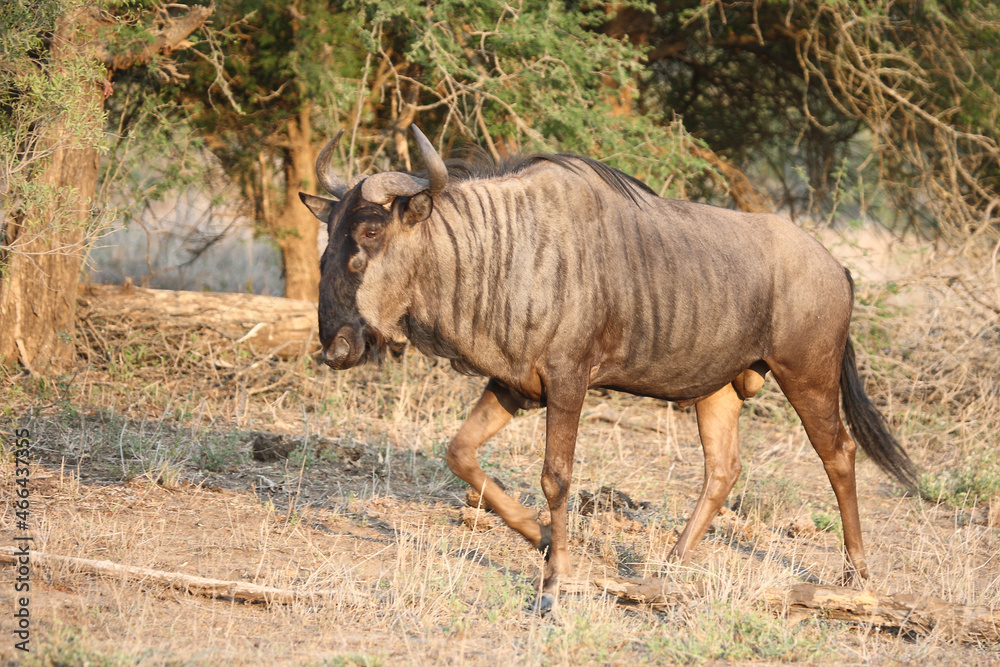 Streifengnu / Blue wildebeest / Connochaetes taurinus Streifengnu / Blue wildebeest / Connochaetes taurinus