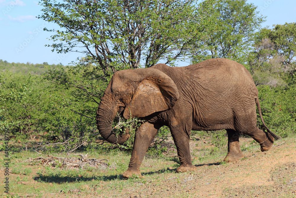 Afrikanischer Elefant / African elephant / Loxodonta africana Afrikanischer Elefant / African elephant / Loxodonta africana