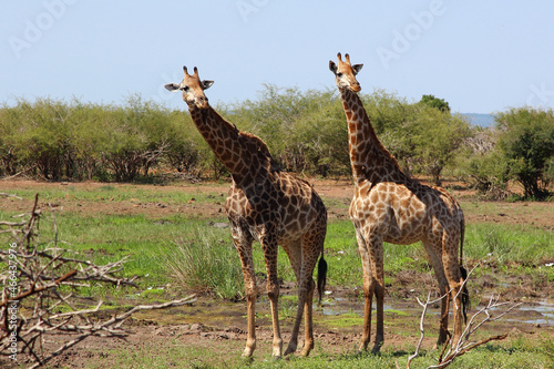 Photography Giraffe / Giraffe / Giraffa camelopardalis