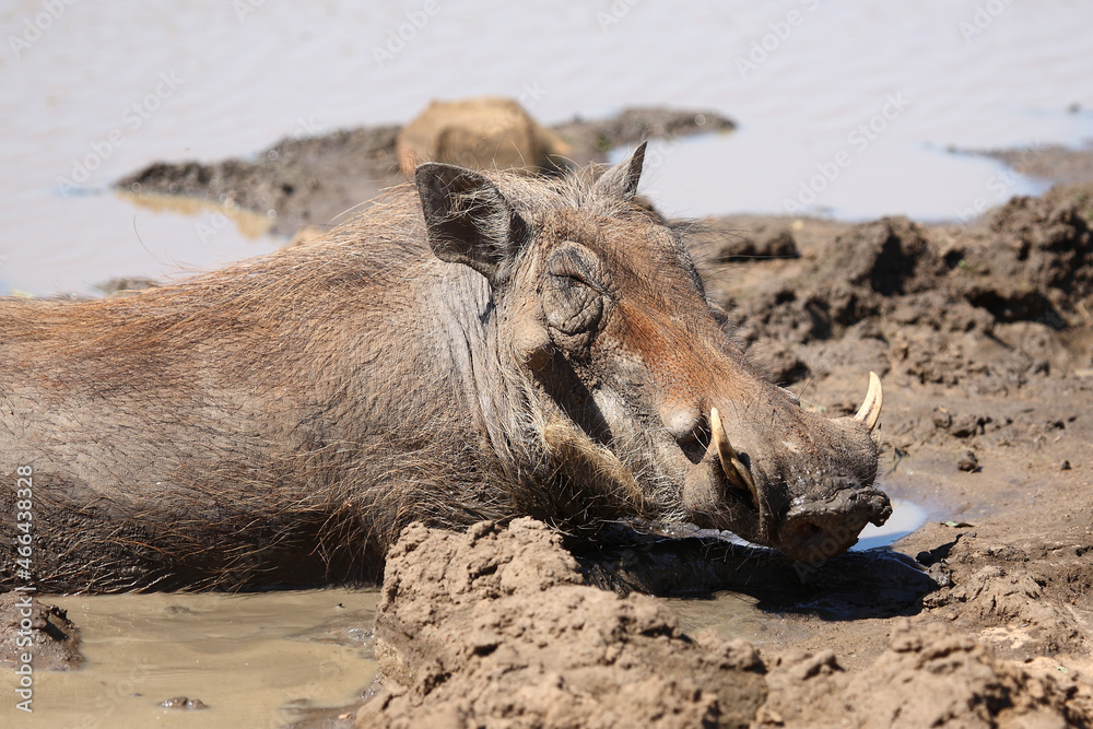 Fototapeta premium Warzenschwein / Warthog / Phacochoerus africanus