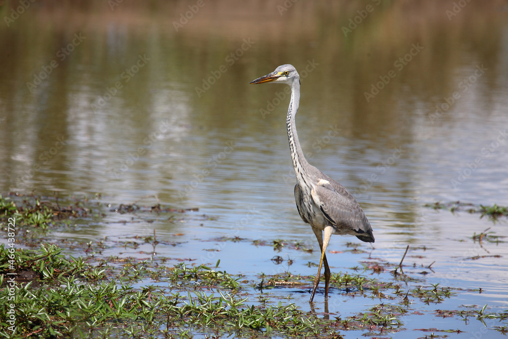 Afrikanischer Graureiher / Grey heron / Ardea cinerea Afrikanischer Graureiher / Grey heron / Ardea cinerea