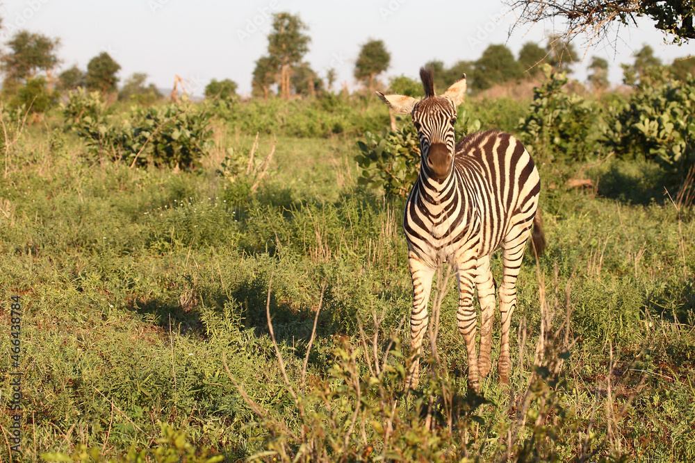 Obraz premium Steppenzebra / Burchell's zebra / Equus burchellii.