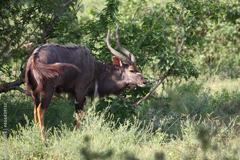 Nyala / Nyala / Tragelaphus angasii. Nyala / Nyala / Tragelaphus angasii.