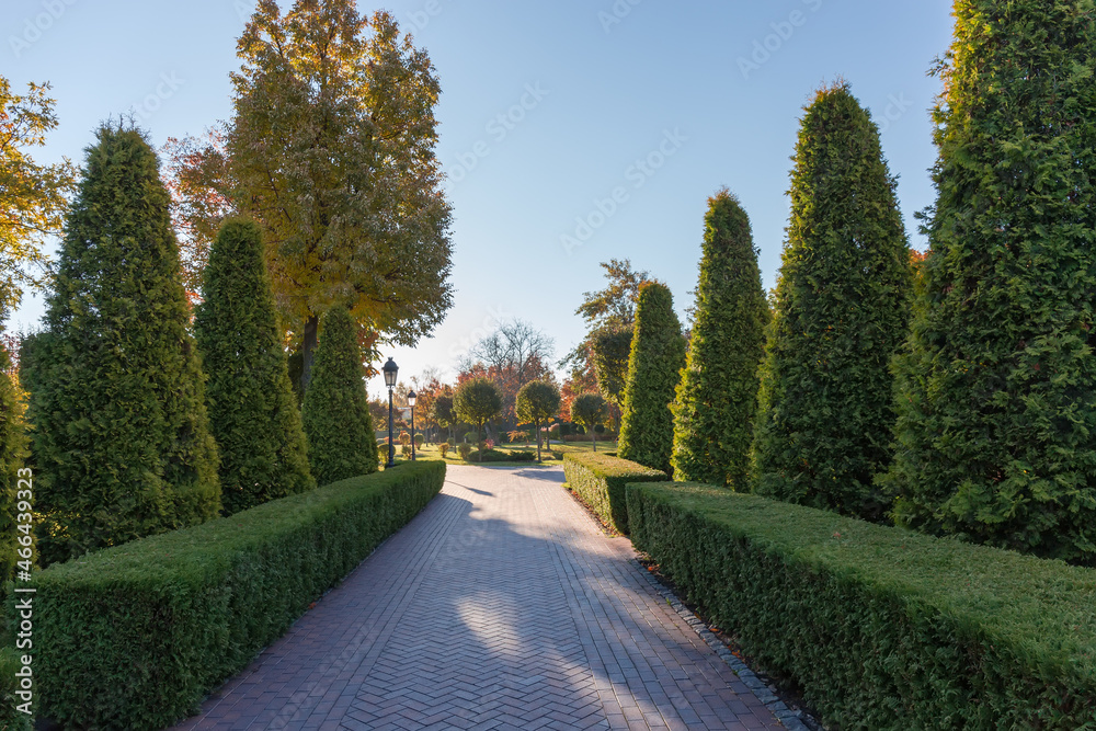 Garden paved path with trimmed Juniper hedges in autumn park