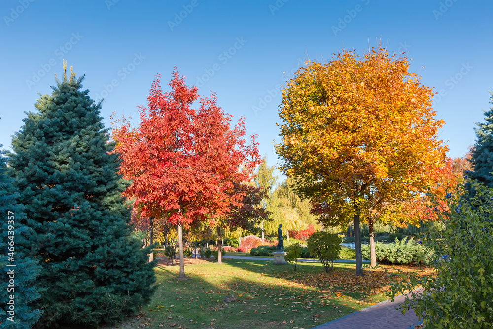 Autumn park with different deciduous and conifers trees and shrubs