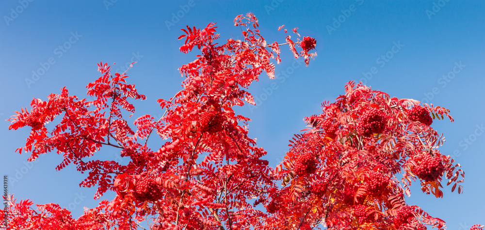 Branches of rowan tree with berries clusters against the sky Branches of rowan tree with berries clusters against the sky