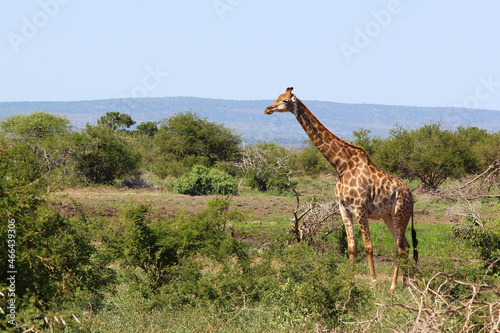 Photography Giraffe / Giraffe / Giraffa camelopardalis