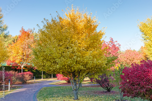 Autumn park with different deciduous trees and shrubs