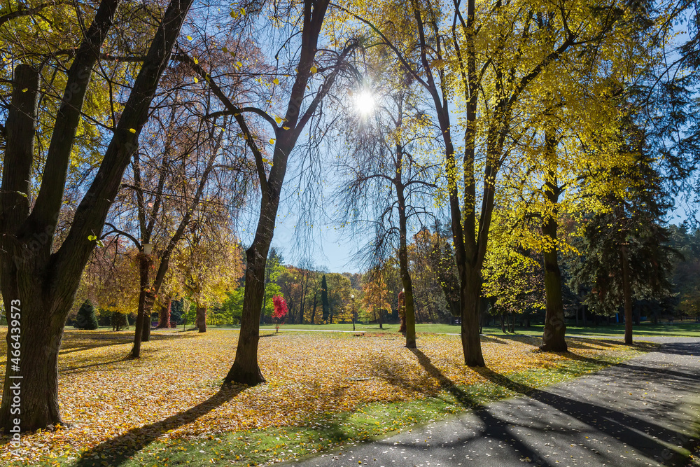 Autumn park with different deciduous and conifers trees, in backlit