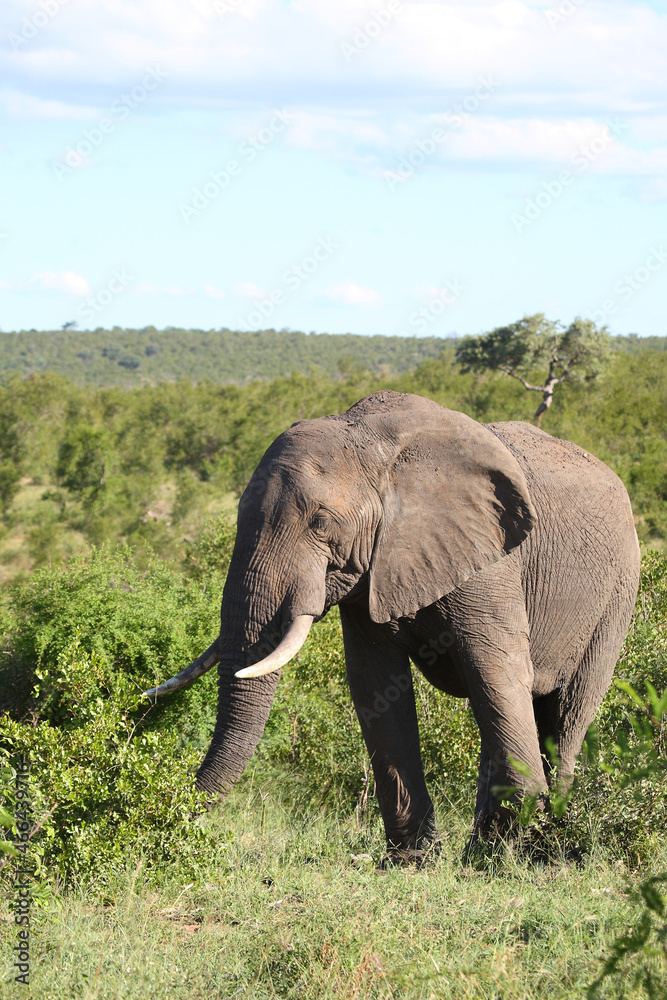 Afrikanischer Elefant / African elephant / Loxodonta africana Afrikanischer Elefant / African elephant / Loxodonta africana