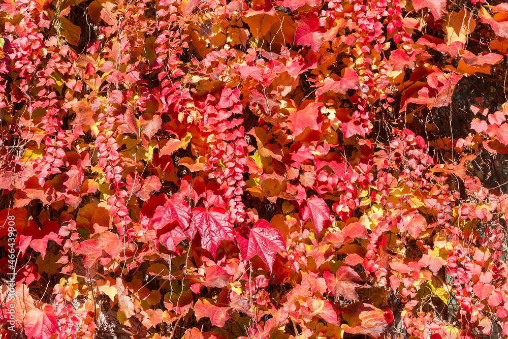 Background of wall overgrown with climbing plants with autumn leaves Background of wall overgrown with climbing plants with autumn leaves