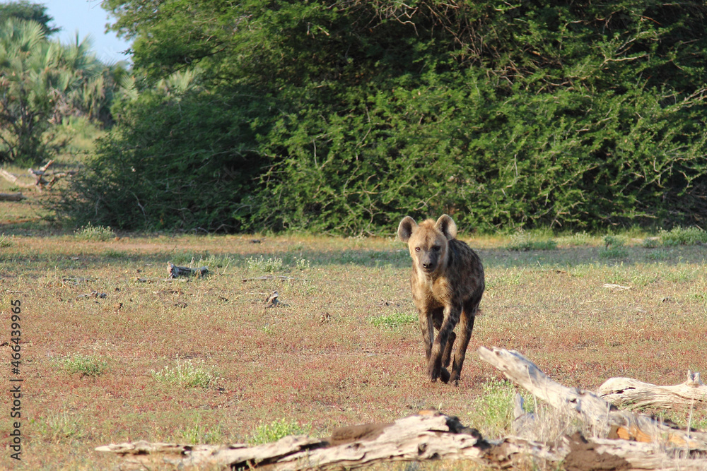 Fototapeta premium Tüpfelhyäne / Spotted hyaena / Crocuta crocuta...