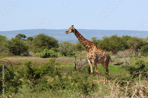 Canvas Print Giraffe / Giraffe / Giraffa camelopardalis