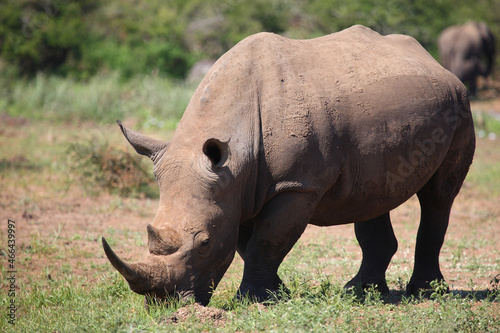 Breitmaulnashorn   Square-lipped rhinoceros   Ceratotherium Simum