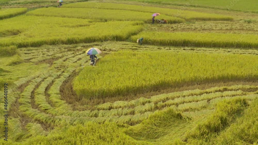 Aerial view of a farmer using a small combine harvester grain harvest in the farmer's field rural area of Thailand Aerial view of a farmer using a small combine harvester grain harvest in the farmer's field rural area of Thailand