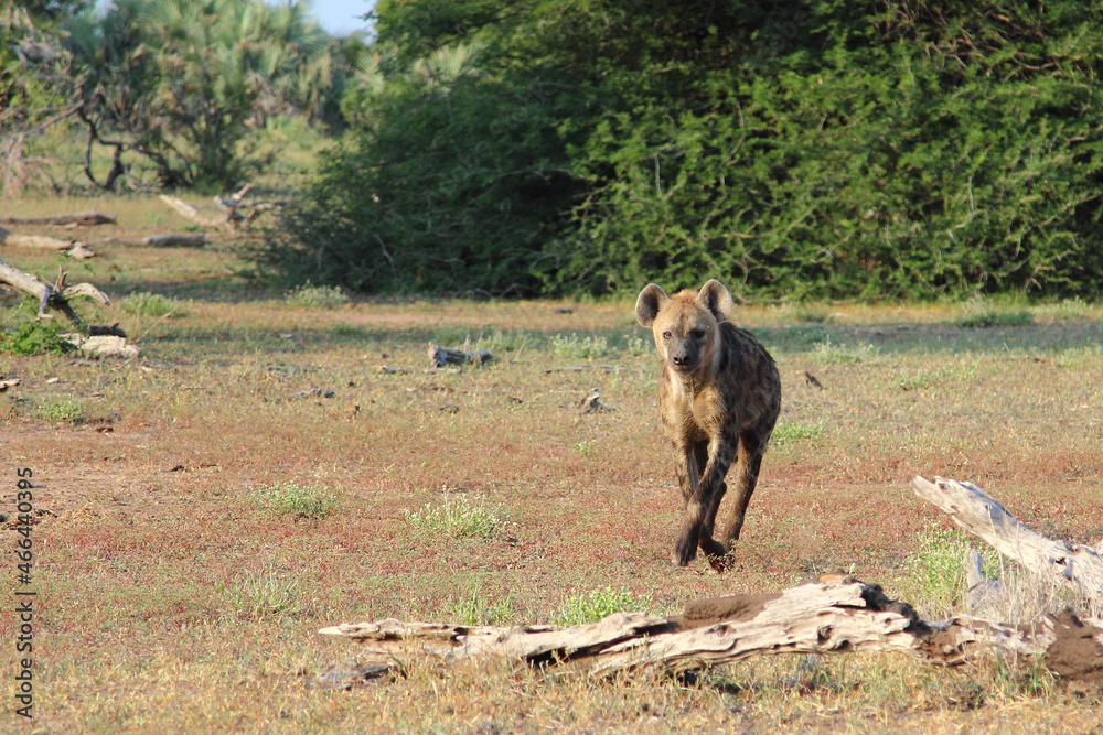 Tüpfelhyäne / Spotted hyaena / Crocuta crocuta... Tüpfelhyäne / Spotted hyaena / Crocuta crocuta...