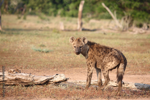 Tüpfelhyäne / Spotted hyaena / Crocuta crocuta..