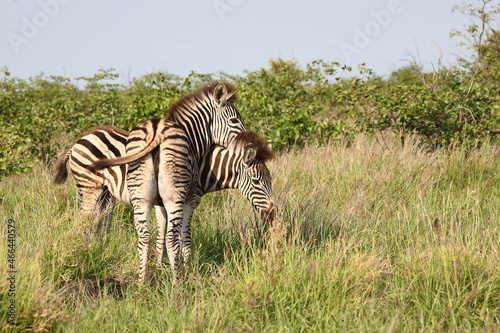 Steppenzebra   Burchell s zebra   Equus burchellii..