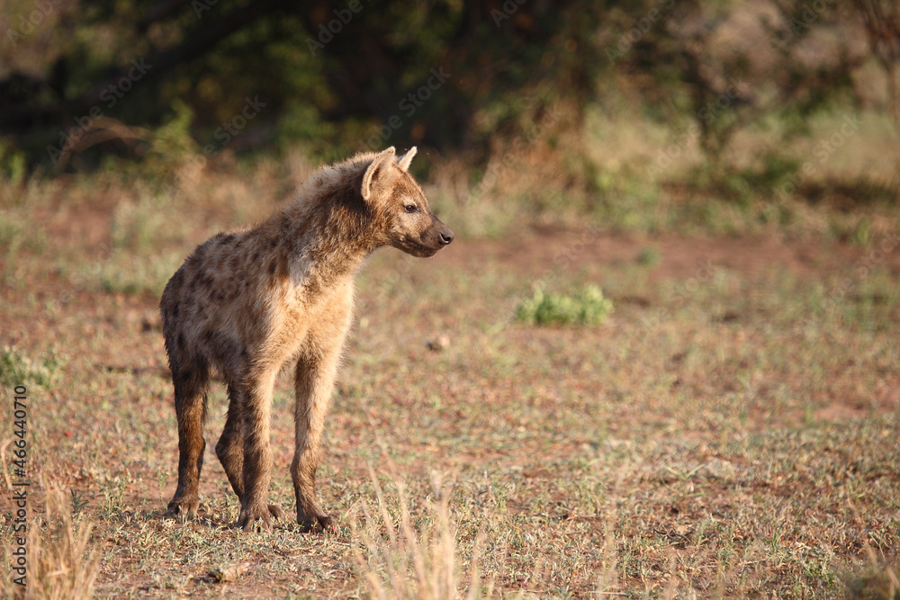 Tüpfelhyäne / Spotted hyaena / Crocuta crocuta.. Tüpfelhyäne / Spotted hyaena / Crocuta crocuta..