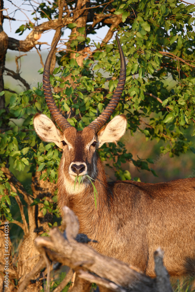 Naklejka premium Wasserbock / Waterbuck / Kobus ellipsiprymnus