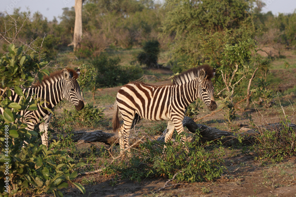 Steppenzebra / Burchell's zebra / Equus burchellii. Steppenzebra / Burchell's zebra / Equus burchellii.