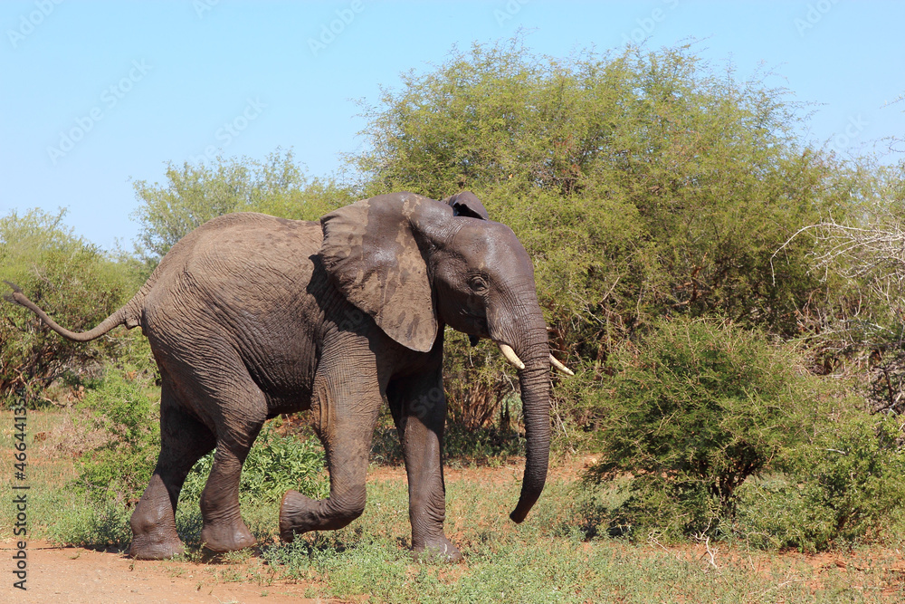 Afrikanischer Elefant / African elephant / Loxodonta africana Afrikanischer Elefant / African elephant / Loxodonta africana