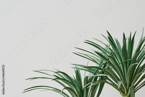 Agave palm tree plant on gray background