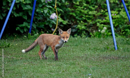 Urban fox cubs exploring the garden photo