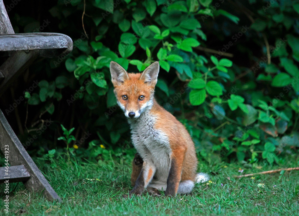 Naklejka premium Urban fox cubs exploring the garden