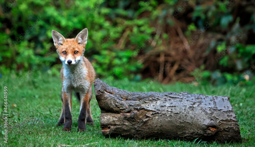 Fototapeta premium Urban fox cubs exploring the garden