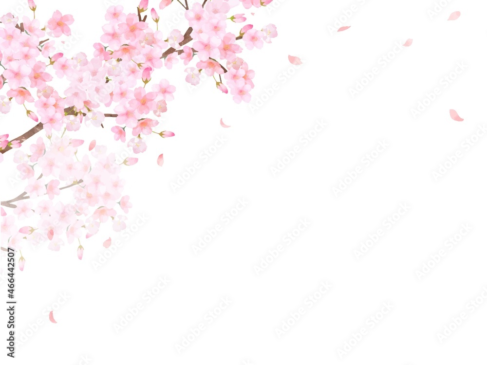 美しく華やかな満開の桜の花と花びら舞い散る春の白バック背景ベクター素材イラスト
