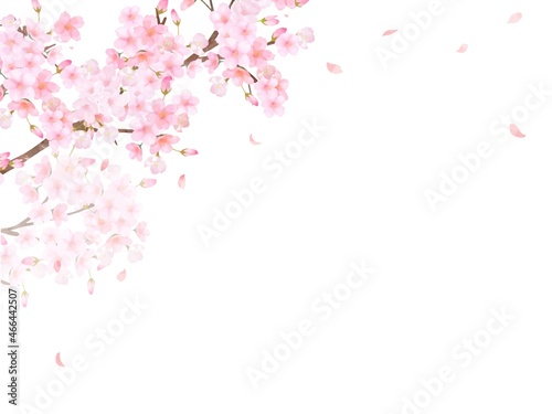 美しく華やかな満開の桜の花と花びら舞い散る春の白バック背景ベクター素材イラスト 