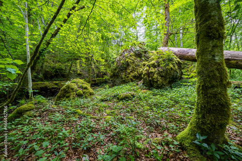 Unber  hrter Naturschutz Wald mit Moosigem Felsen