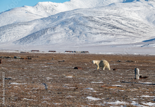 Polar bear Wrangel island