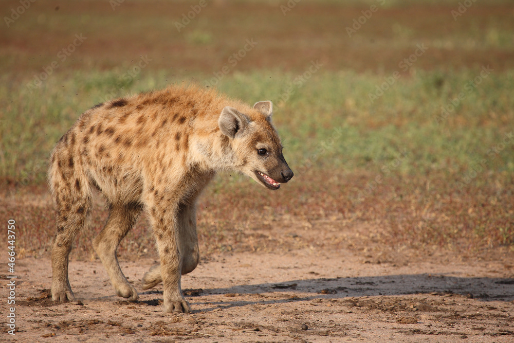 Tüpfelhyäne / Spotted hyaena / Crocuta crocuta.. Tüpfelhyäne / Spotted hyaena / Crocuta crocuta..
