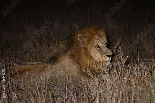 Afrikanischer L  we   African lion   Panthera leo....