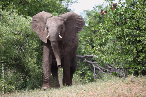 Afrikanischer Elefant   African elephant   Loxodonta africana