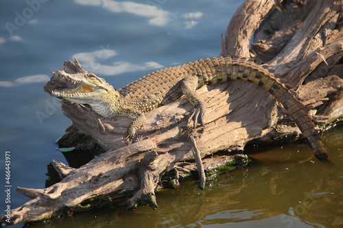 Nilkrokodil   Nile crocodile   Crocodylus niloticus..