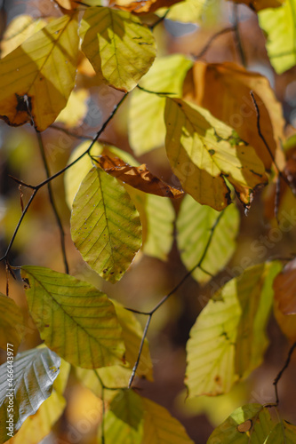 leaves