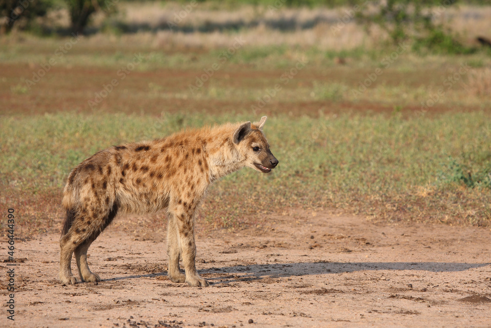 Tüpfelhyäne / Spotted hyaena / Crocuta crocuta.. Tüpfelhyäne / Spotted hyaena / Crocuta crocuta..