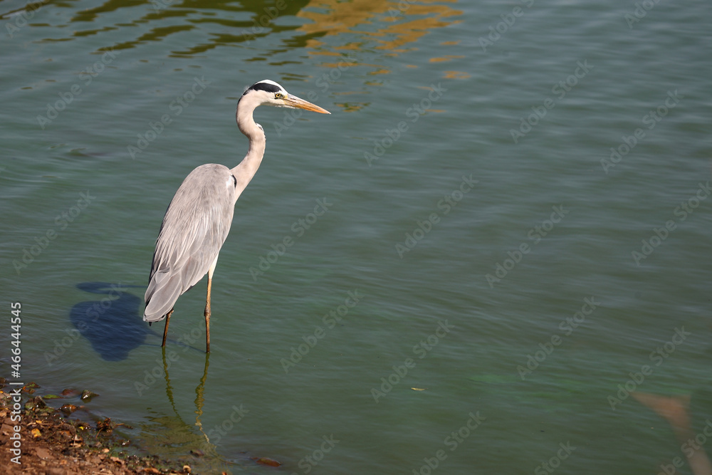 Naklejka premium Afrikanischer Graureiher / Grey heron / Ardea cinerea