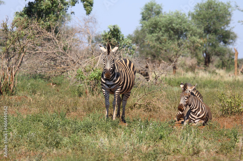 Steppenzebra   Burchell s zebra   Equus burchellii