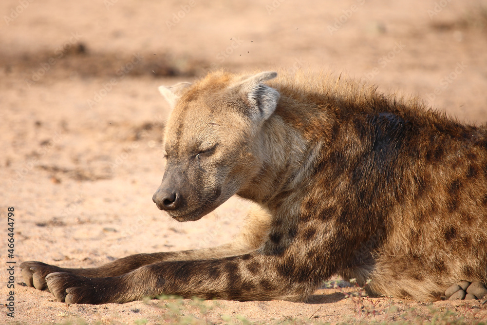 Tüpfelhyäne / Spotted hyaena / Crocuta crocuta.. Tüpfelhyäne / Spotted hyaena / Crocuta crocuta..