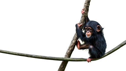 Cute baby chimpanzee climbing on a vine isolated on a white background with room for text