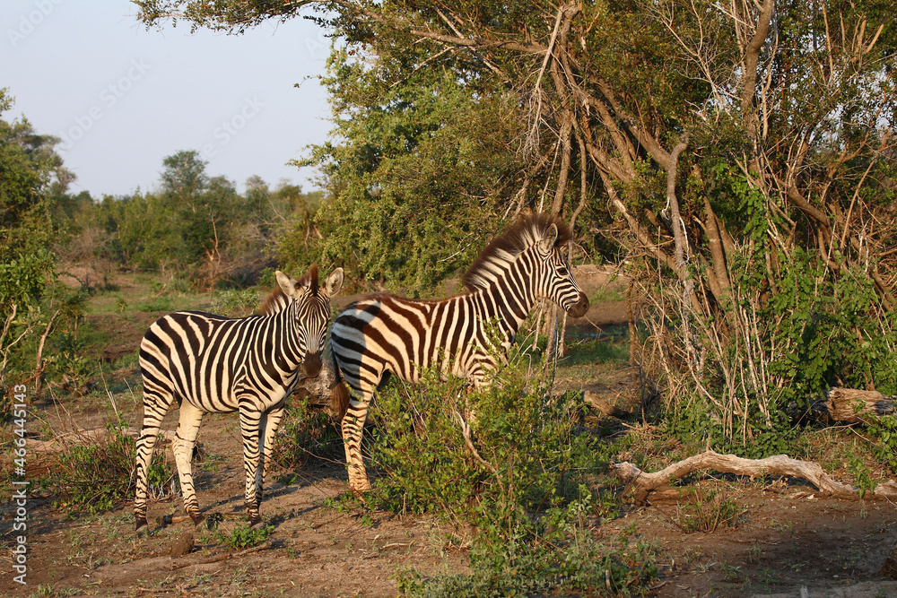Fototapeta premium Steppenzebra / Burchell's zebra / Equus burchellii.