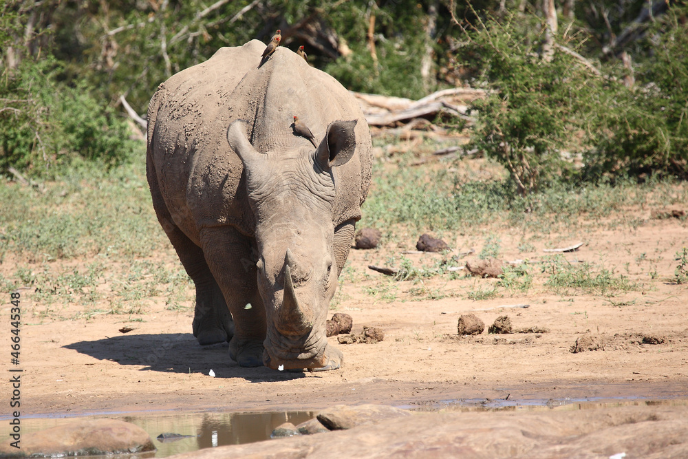 Naklejka premium Breitmaulnashorn und Rotschnabel-Madenhacker / Square-lipped rhinoceros and Red-billed oxpecker / Ceratotherium simum et Buphagus erythrorhynchus