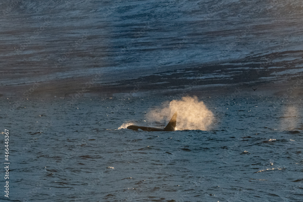 Fototapeta premium Orca